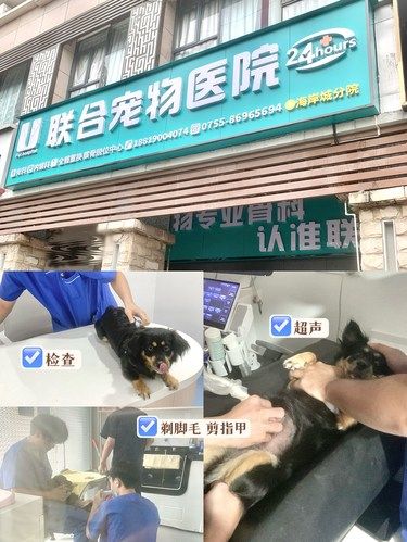 有这家24h宠物医院我养也是放心多了……