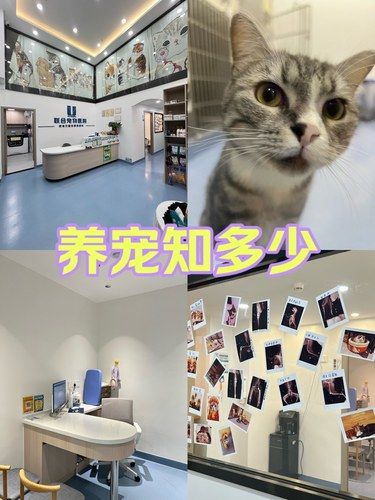 希望养宠人永远不知道什么是髌骨脱位！！！