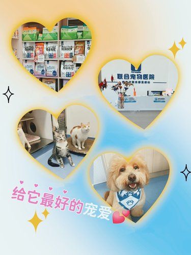 宠物也需要专业骨科护理吗？