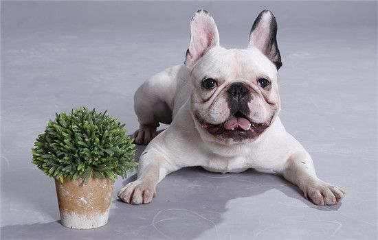 赣州养犬管理规定