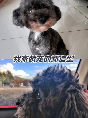 我家可乐的新造型