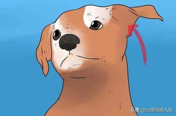 如何和狗狗做朋友？（如何与狗相处融洽）