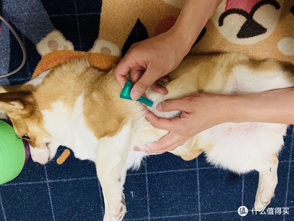 值无不言244期：数年铲屎官大力推荐，618狗狗用品囤货大全