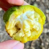 阿潛