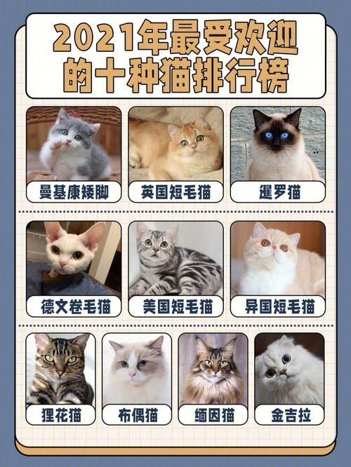 宠物猫排名排行榜