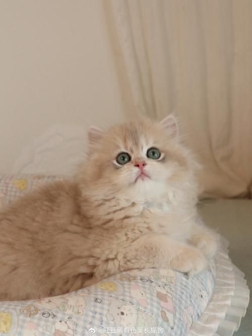 宠物猫排名榜