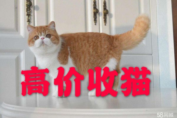 鞍山宠物猫·鞍山高价收购宠物猫 幼猫成猫长期批发零售拥有实体店