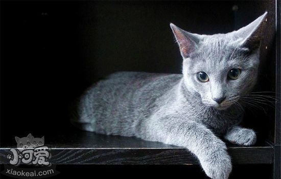 养猫有什么好处 养猫竟然能治疗抑郁症