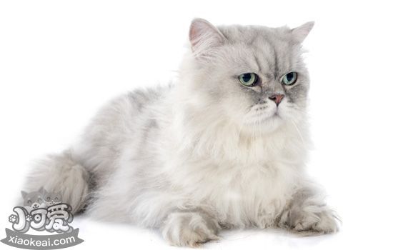 养猫有什么好处 养猫竟然能治疗抑郁症