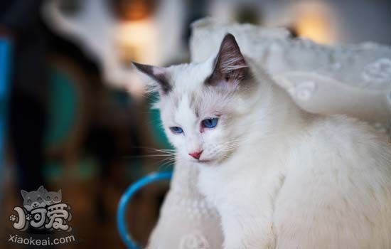 养猫有什么好处 养猫竟然能治疗抑郁症