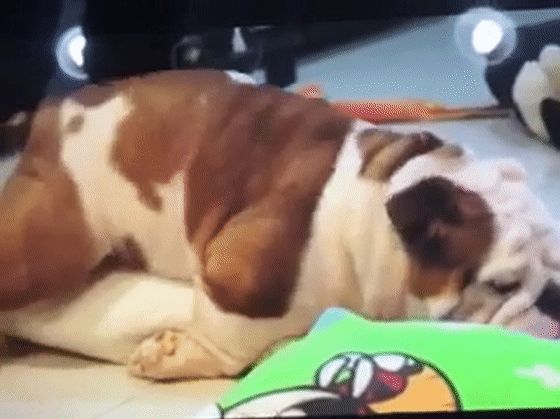 54f8b0f97340e33918616f92bfded735.gif