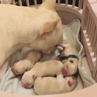 c5d3ebc34ce34395e554f1a31cdcade5.gif