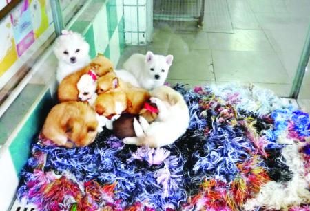 福州宠物狗强制打疫苗形同虚设宠物市场打疫苗的狗少