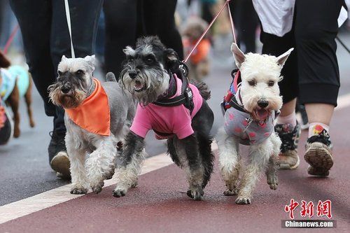 南京举行“狗狗迷你马拉松” 汪星人争先恐后冲向前