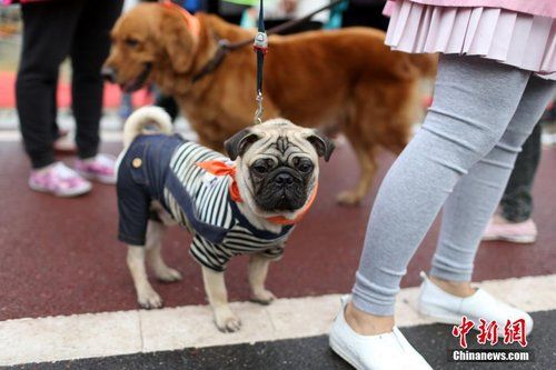 南京举行“狗狗迷你马拉松” 汪星人争先恐后冲向前
