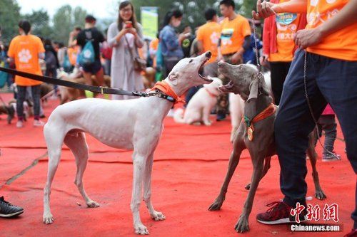 南京举行“狗狗迷你马拉松” 汪星人争先恐后冲向前