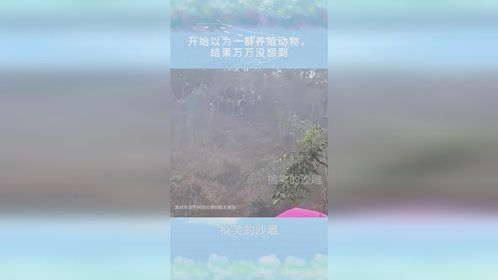 镜头记录一幕，开始以为一群养殖动物，结果万万没想到