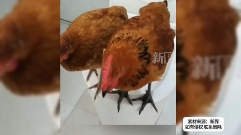 女子把两只小鸡当宠物养，教会了它们去马桶上厕所