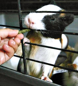小心鼠类宠物传疾病