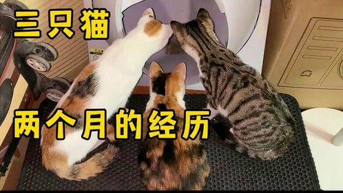 大叔塞给我的猫养了俩月，终于知道他为啥不要了……