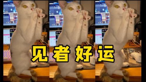 猫猫给您拜个年