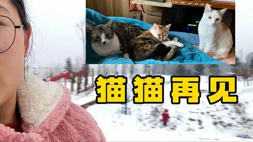 留守猫猫第五天：回家玩雪太开心了，忘记我有猫猫这件事