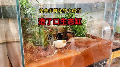 给亲手孵化的小芦丁鸡造口生态缸，观赏它们就是种享受