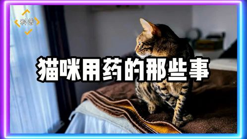 猫咪用药的那些事，你知道多少？