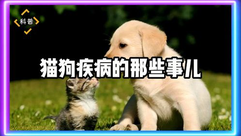 猫狗疾病的那些事儿，你都知道吗？