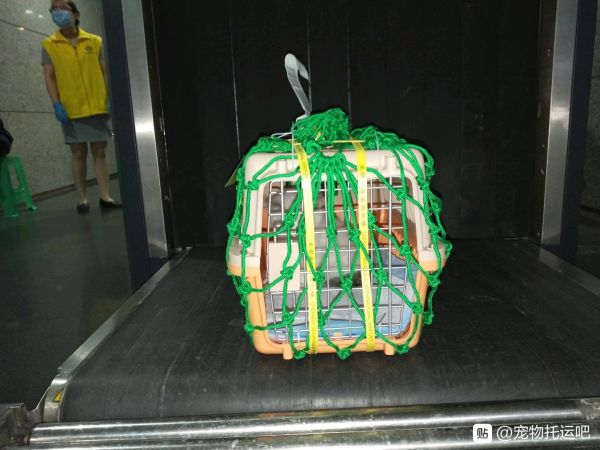 宠物托运）宜兴宠物托运、专业托运上门接宠