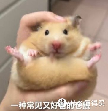 那些除了猫狗以为,便宜又好养的萌宠推荐
