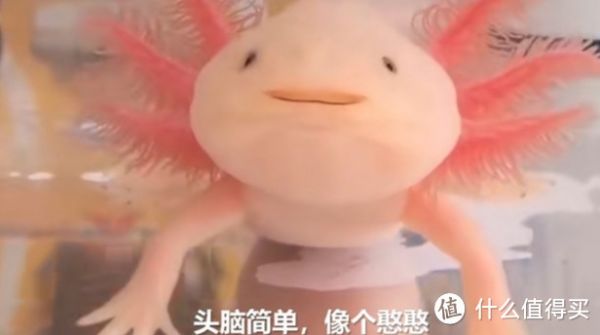 那些除了猫狗以为,便宜又好养的萌宠推荐