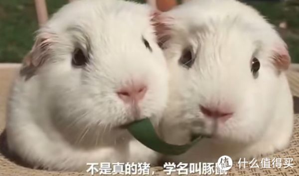 那些除了猫狗以为,便宜又好养的萌宠推荐