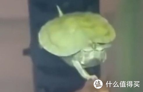 那些除了猫狗以为,便宜又好养的萌宠推荐
