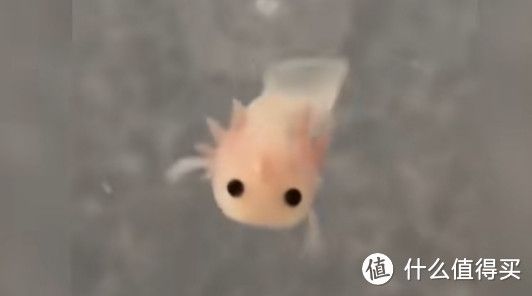 那些除了猫狗以为,便宜又好养的萌宠推荐