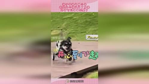 狗子喜提专属小车，喜悦的心情溢出了屏幕，终于可以自由玩耍了！