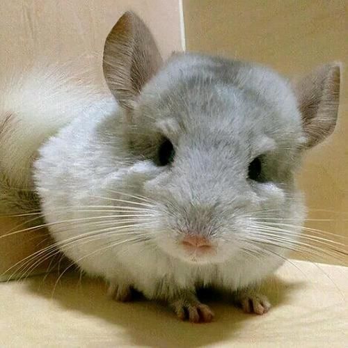 龙猫宠物多少钱