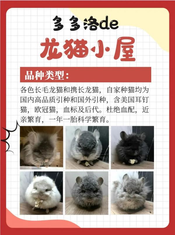 龙猫宠物多少元一只品种