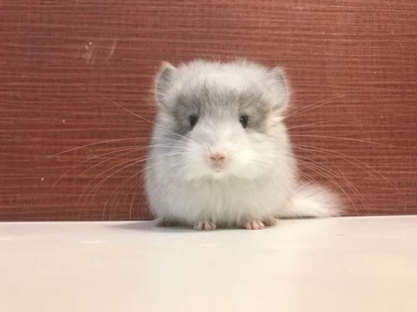 龙猫宠物多少钱一只白色