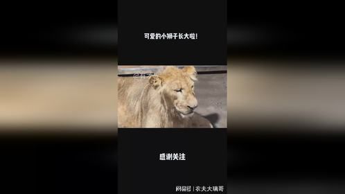 可爱的小狮子长大啦！