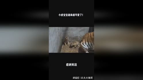 小虎宝宝越来越可爱了！