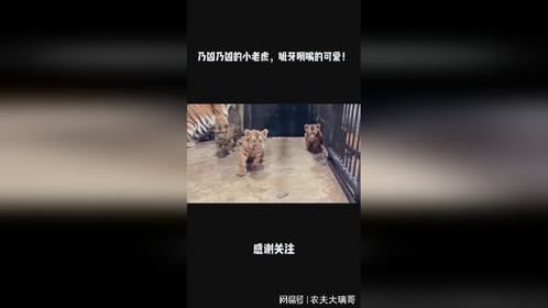 乃凶乃凶的小老虎，呲牙咧嘴的可爱！