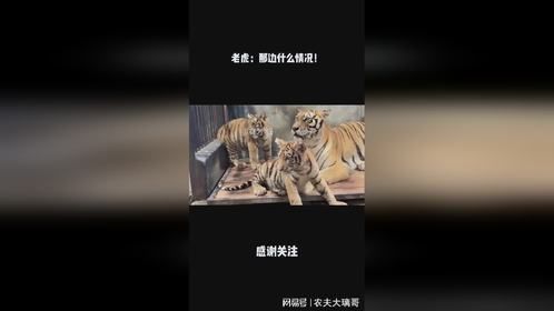 老虎：那边什么情况！