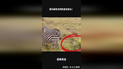 斑马踩死花豹的真实镜头！