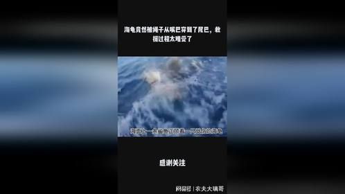 海龟竟然被绳子从嘴巴穿到了尾巴，救援过程太难受了