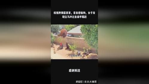 棕熊爬到居民家，觅食想偷狗，女子发现立马冲过去徒手驱赶