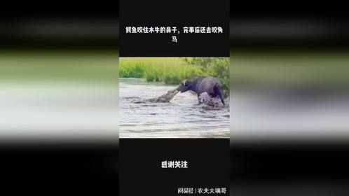 鳄鱼咬住水牛的鼻子，完事后还去咬角马