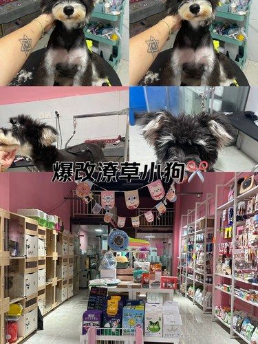 半岁啦！我家萌宠的新造型