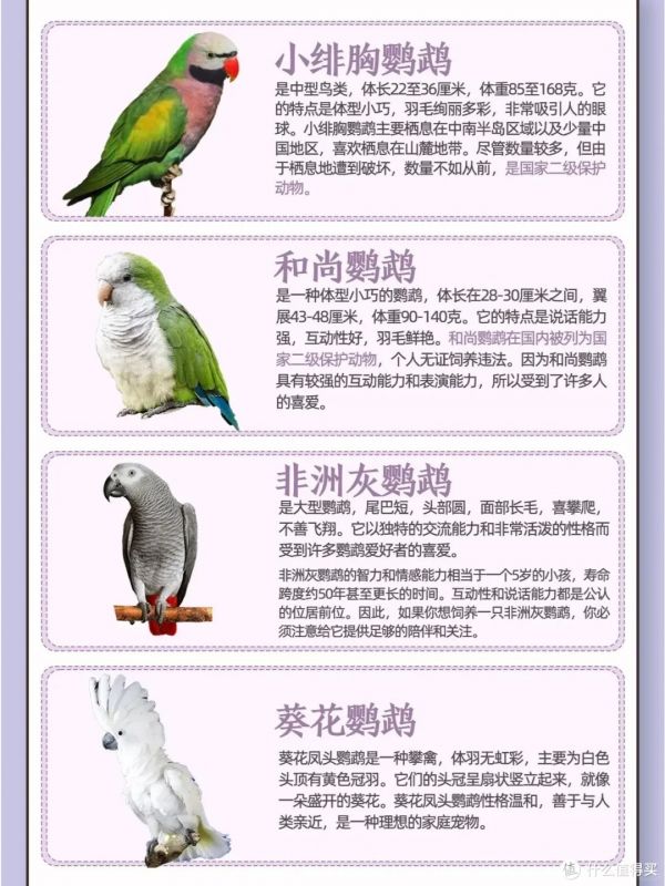 如果挑选一只适合自己的鹦鹉呢?爱养鸟的看过来