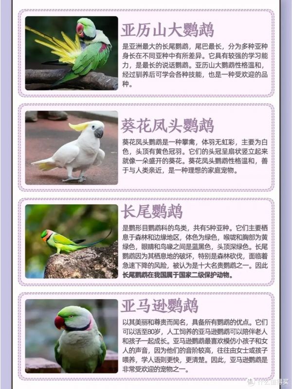 如果挑选一只适合自己的鹦鹉呢?爱养鸟的看过来